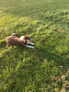 Pup Rebel - afbeelding 2