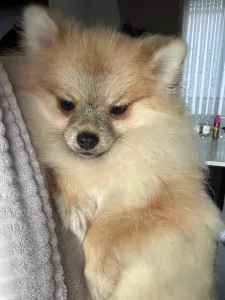 Pomeriaan te koop verkopen Maldegem Belgie - 5264