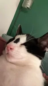 Jonge Kat Zoekt Leuke Baasje - afbeelding 2