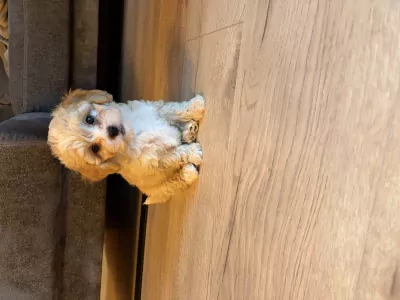 Maltipoo pup - afbeelding 2