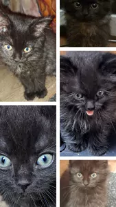 De allerliefste,zeer gespecialiseerde Ragdolls - afbeelding 5