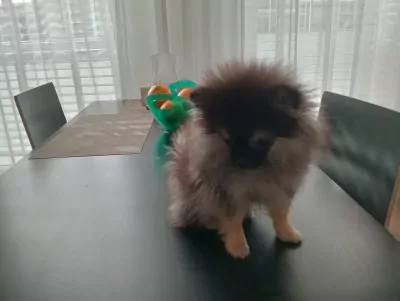Pomeranian puppy te koop - afbeelding 2