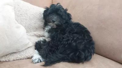 Maltipoo te koop verkopen Culemborg Nederland - 5281