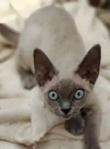 teef nestjes