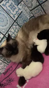 4 kater kittens ragdoll x britse korthaar - afbeelding 5