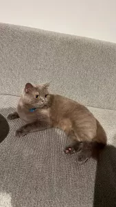 Britse Korthaar Coco zoekt een liefdevol nieuw thuis 🐾 - afbeelding 4