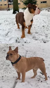 Franse bull reu (3) old English bull teef (2) - afbeelding 3