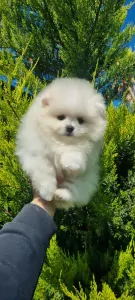 Pomeriaan pup - afbeelding 2