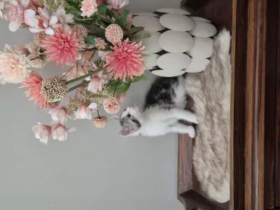 Super schattige kittens - afbeelding 2