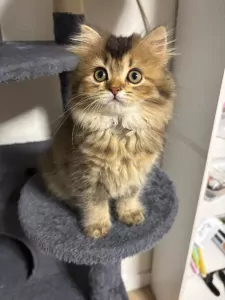 Raszuivere Brits korthaar en langhaar kittens - afbeelding 5