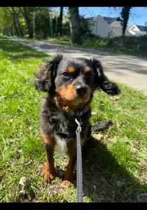 Cavalier King Charles-spaniël te koop verkopen Almere Nederland - 5405