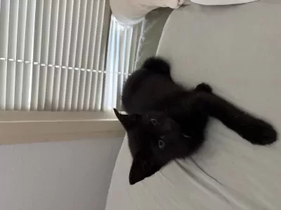 Kitten zoekt huisje! - afbeelding 2