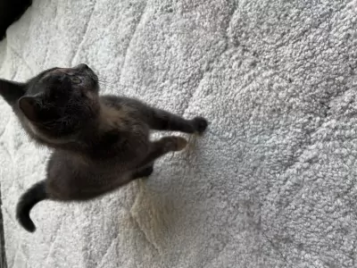 Europese Korthaar te koop verkopen Zele Belgie - 5180