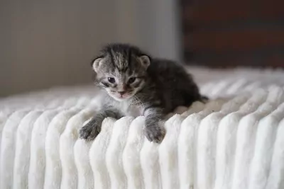 Maine Coon te koop verkopen Elst Nederland - 5560