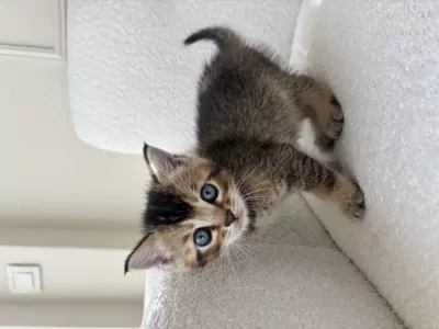 Bengaalse Kat te koop verkopen Nijmegen Nederland - 5482