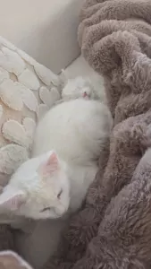 2 maine coons te koop - afbeelding 3