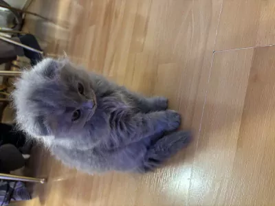 Lichtgrijze Britse langhaar scottish fold - afbeelding 5