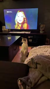 Lieve poes te koop aangeboden - afbeelding 4