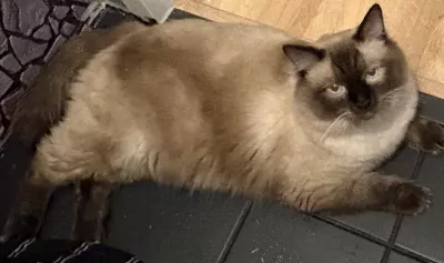 teef nestjes