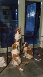 Ierse rood-witte Setter te koop verkopen Roggel Nederland - 4997