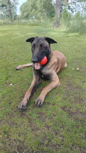 Mechelse herder te koop verkopen Amsterdam Nederland - 5646