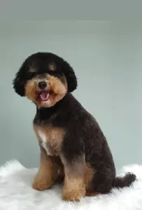 teef nestjes