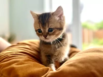 Britse korthaar kittens met stamboom - kampioenslijn - afbeelding 2