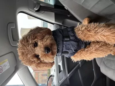 Poedel te koop verkopen Beringen Belgie - 5302