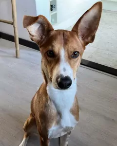 Podenco te koop verkopen Hellevoetsluis Nederland - 5548