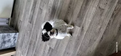 Maltipoo te koop verkopen Boxtel Nederland - 5341