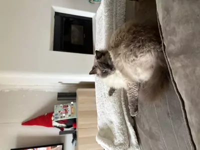 Ik zoek nieuw plekje voor mijn katje - afbeelding 6