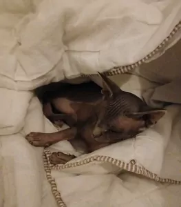 Sphynx kat Shilha zoekt een liefdevol huisje - afbeelding 3