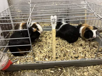 Cavia te koop verkopen Geldrop Nederland - 5043