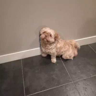 Goud Bruine Boomer 15 maand incl paspoort - afbeelding 2