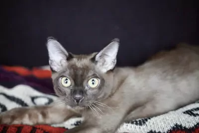 Burmees te koop verkopen   - 5203