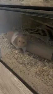 Goudhamster gratis op te halen - afbeelding 5