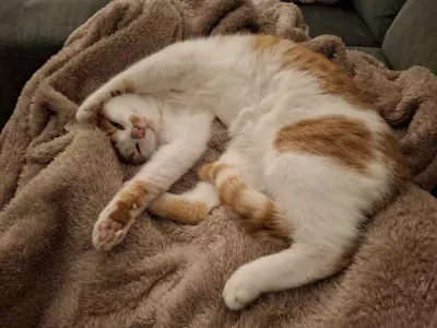 2 lieve katten te koop - afbeelding 4