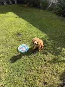 Toypoedel te koop verkopen Hasselt Nederland - 5762