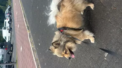 Pomchi te koop 2jaar - afbeelding 4