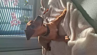 Lieve Jack Russell puppy van 4 maand. - afbeelding 2