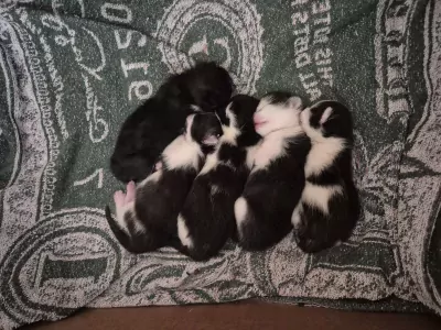 Nog 3 kittens beschikbaar - afbeelding 2