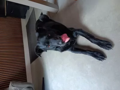 Labrador te koop verkopen Harskamp Nederland - 5209