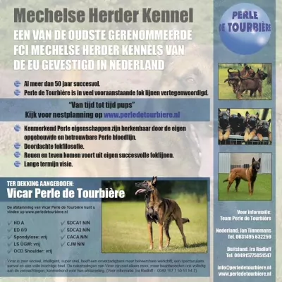 Mechelse herder te koop verkopen ospel Nederland - 5111