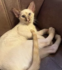 Oosterse Korthaar Poes & Kitten - afbeelding 2