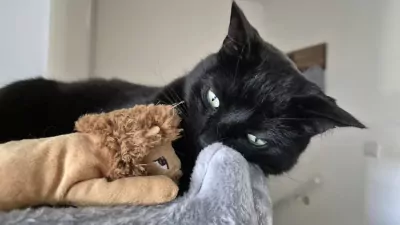 Europese Korthaar te koop verkopen Almere Nederland - 5018