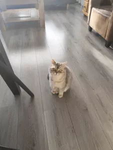 Brits Korthaar te koop verkopen Purmerend Nederland - 5251