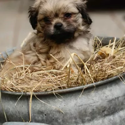 Shih Tzu te koop verkopen Vught Nederland - 4918