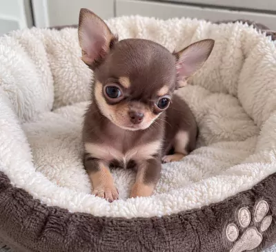 Chihuahua te koop verkopen Kerkade Nederland - 5742