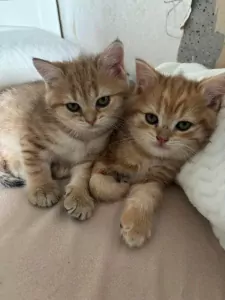 Black golden shaded Brits korthaar kittens - afbeelding 3