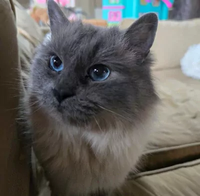 Ragdoll te koop verkopen Voorst Oude IJsselstreek Nederland - 5670
